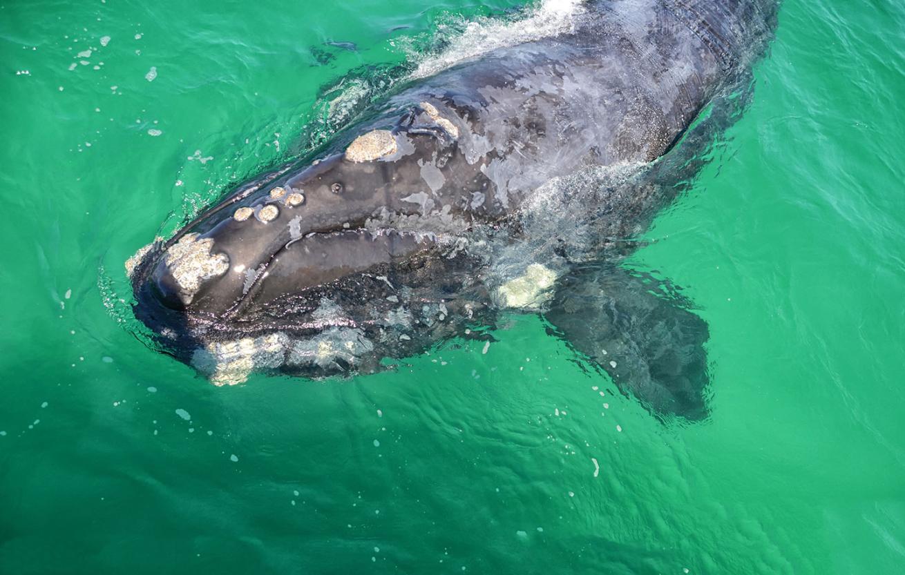 right whale