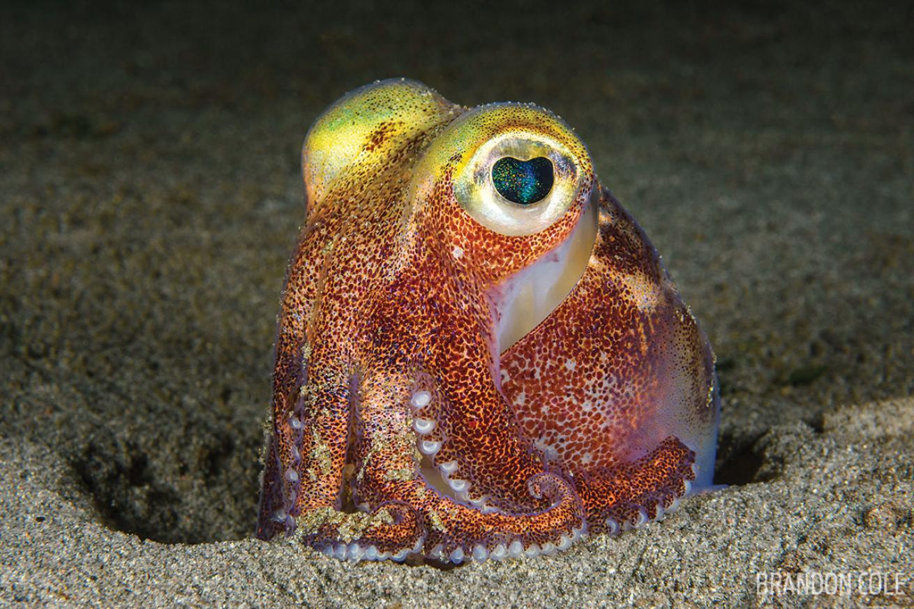 Stubby squid scuba diving marine life invertebrate state of Washington
