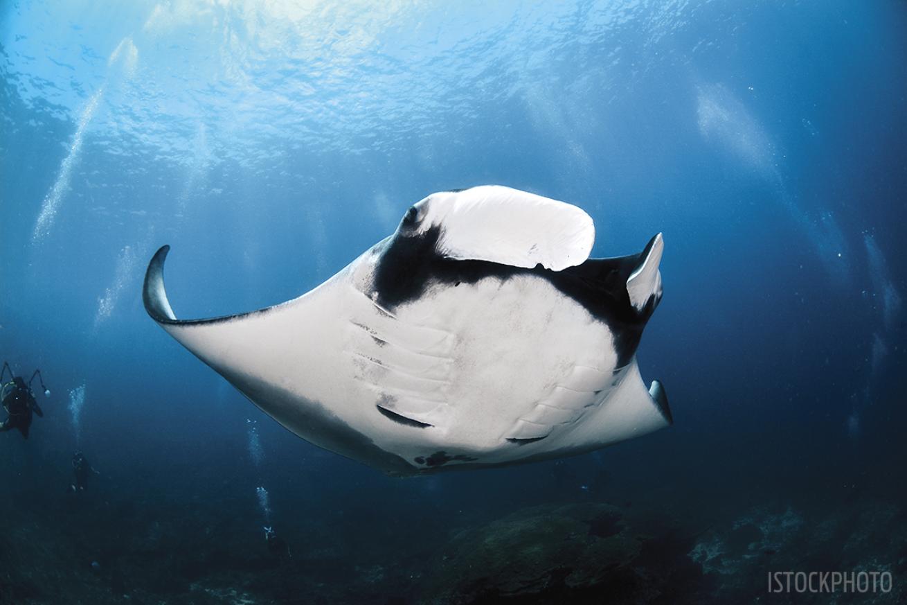 scuba diving experience rankings