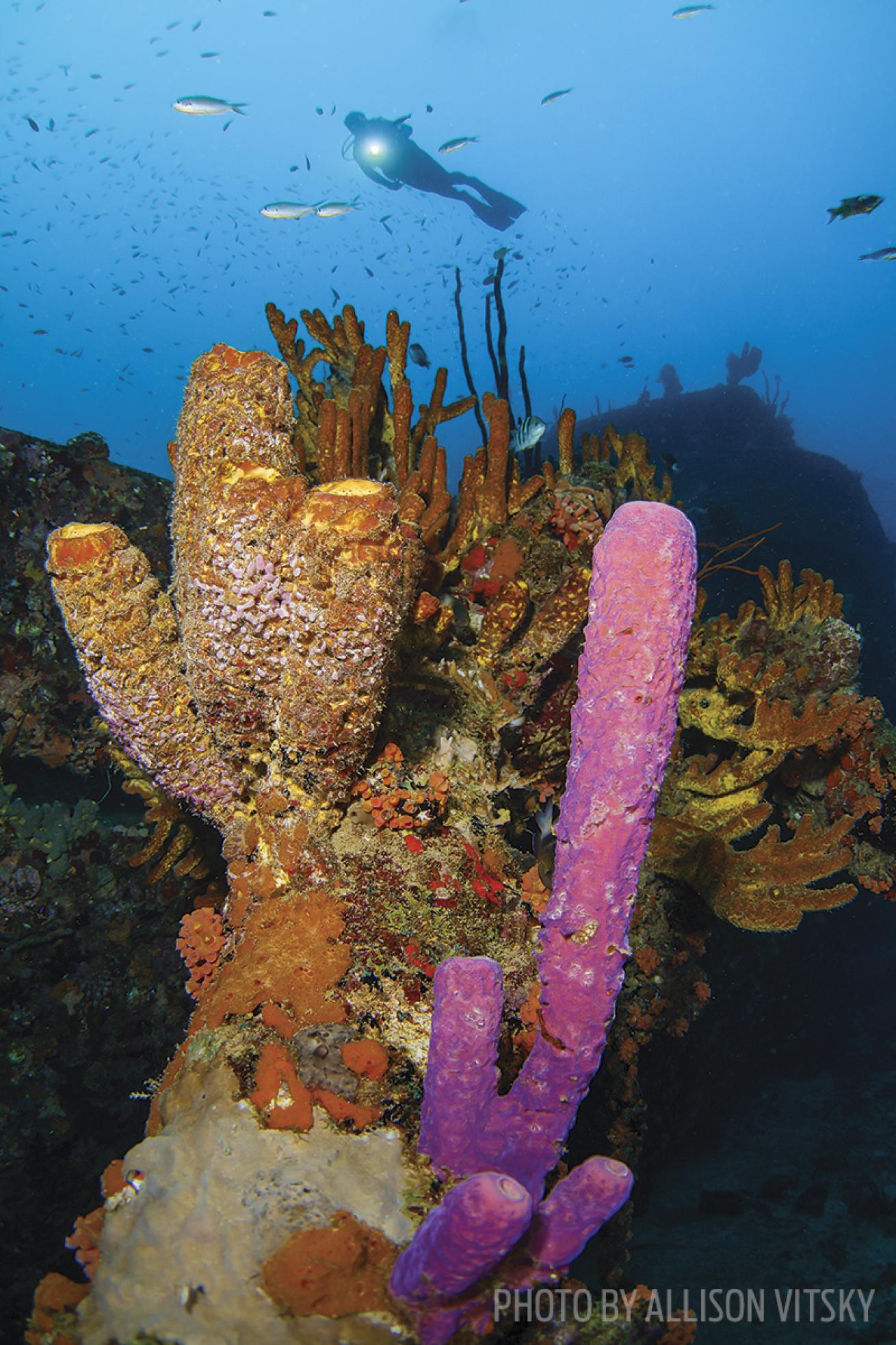 Sponges and corals of Curacao
