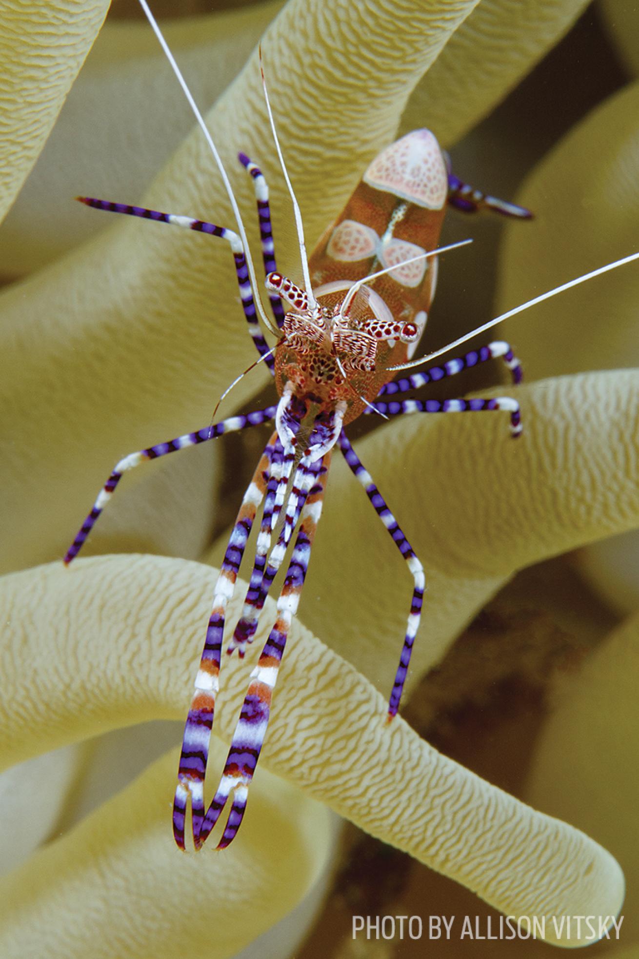 Spotted cleaner shrimp macro photography Curacao