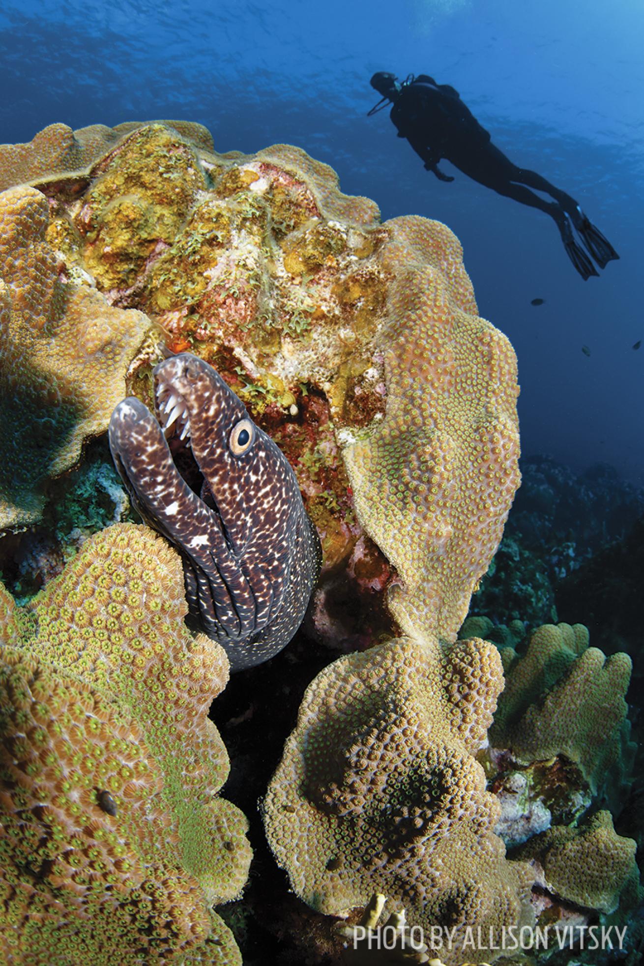 Spotted moray eel hides in the corals of Curacao