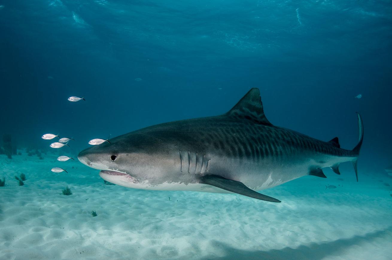 tiger shark