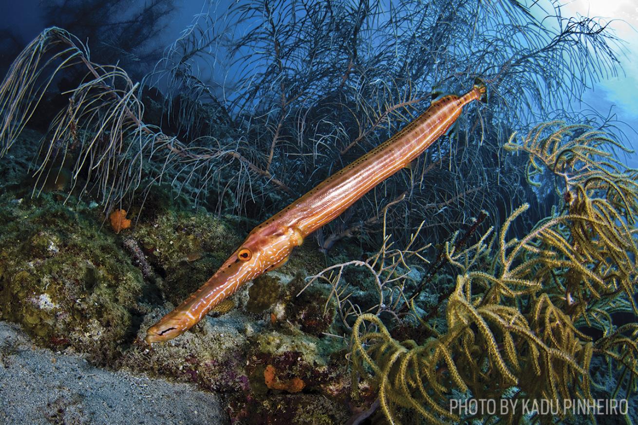 Trumpet fish on Curacao coral reef