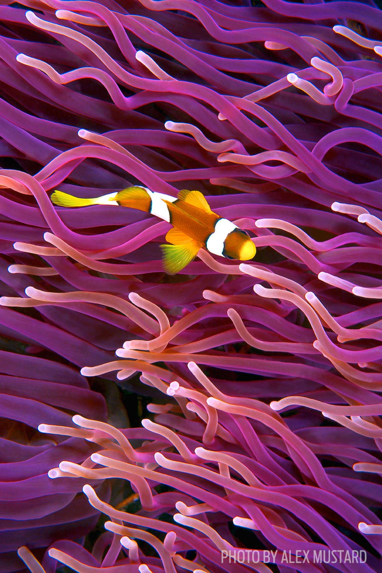 underwater photo tips clownfish patterns