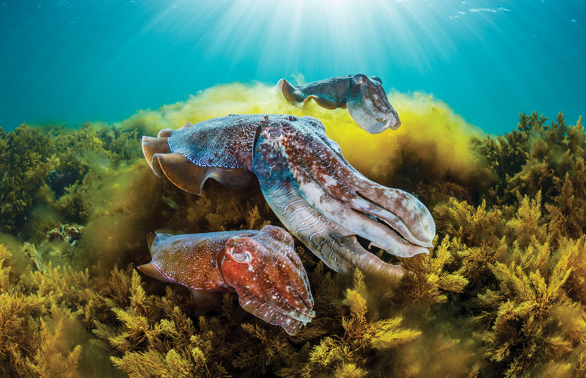 Giant Australian Cuttlefish