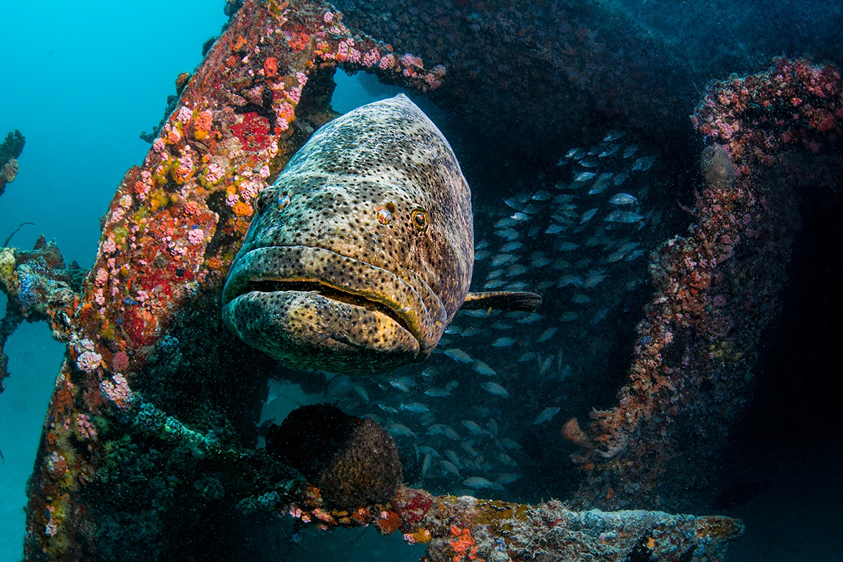 Goliath grouper