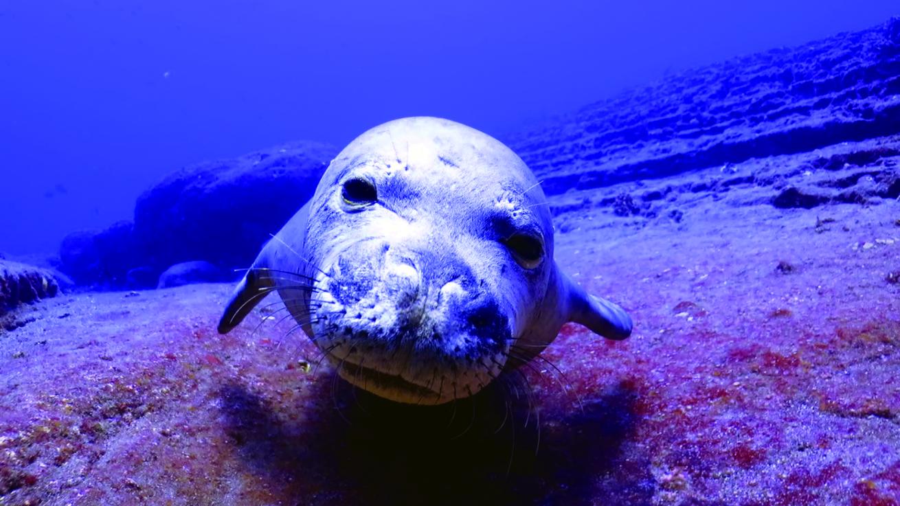 monk seal hawaii