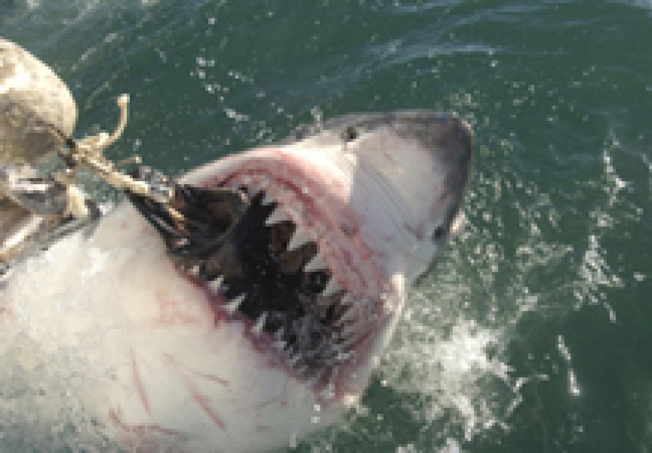 Botswana Safari and Great White Sharks of South Africa | Scuba Diving