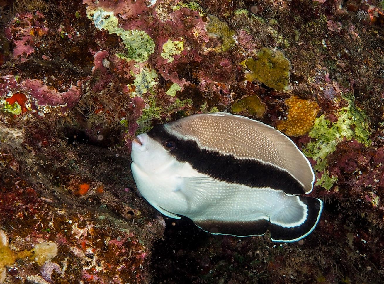 scuba diving lanai angelfish