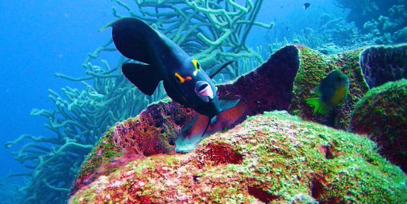 Klein Bonaire
