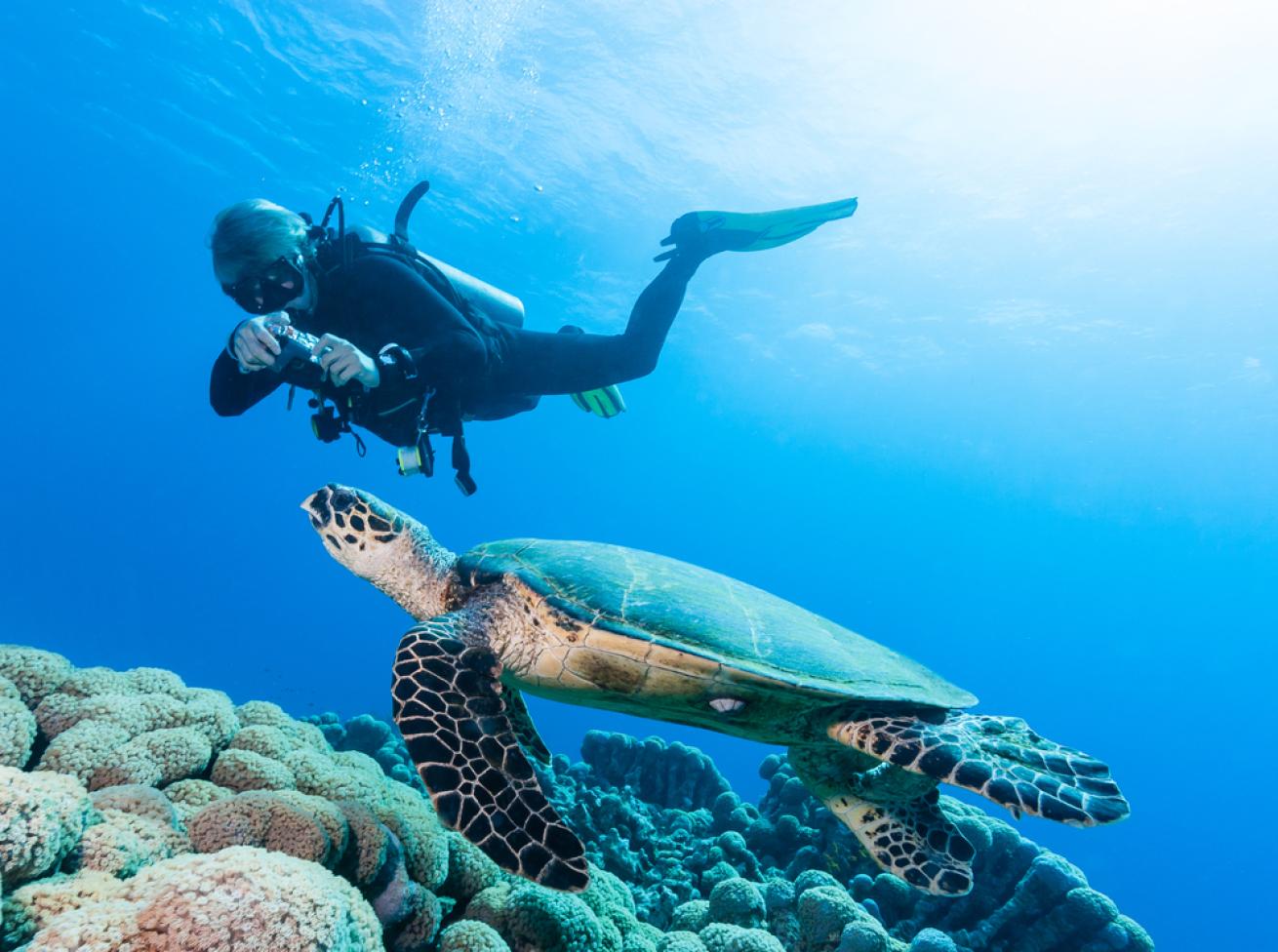 diver taking a photograph of a hawksbill