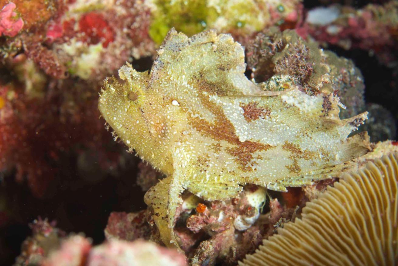 Leaf scorpionfish