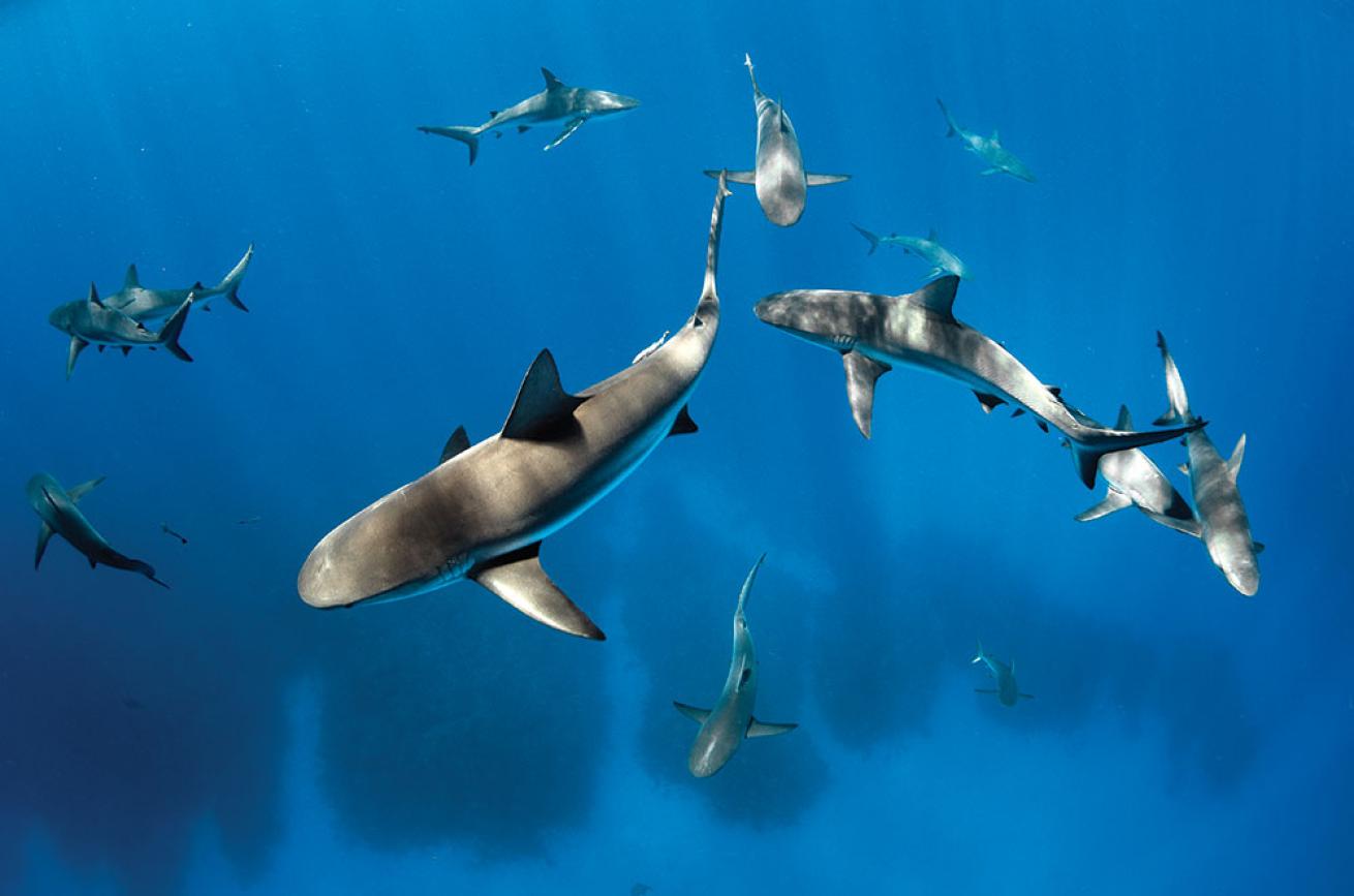 Blacktip Reef Sharks in Belize