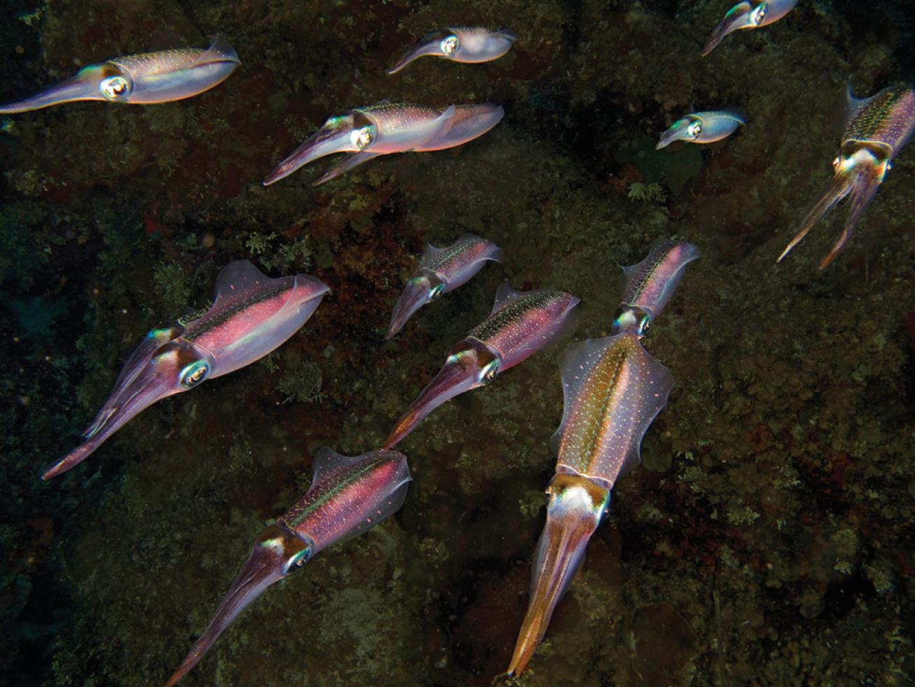 Reef Squid on a Night Dive in Belize