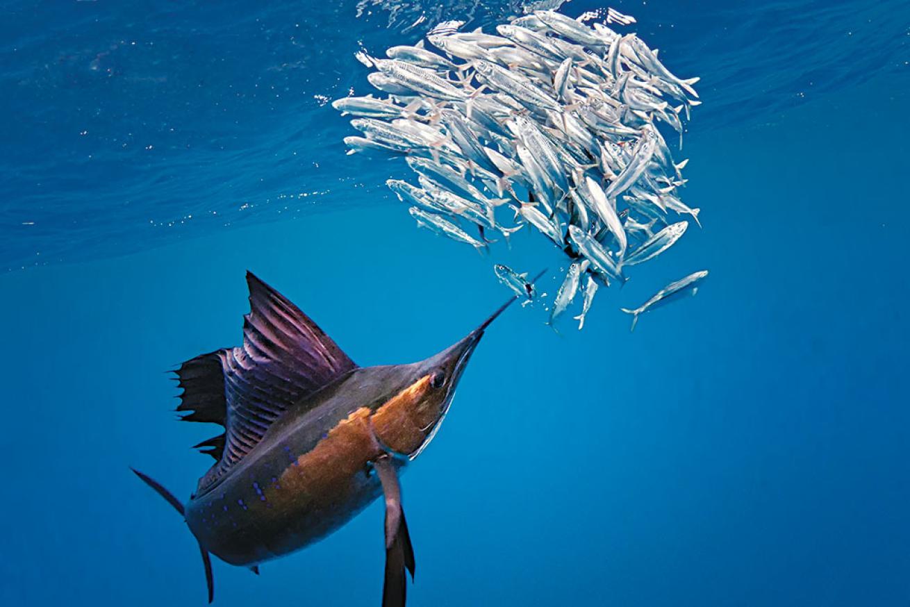 Sailfish Underwater in Mexico