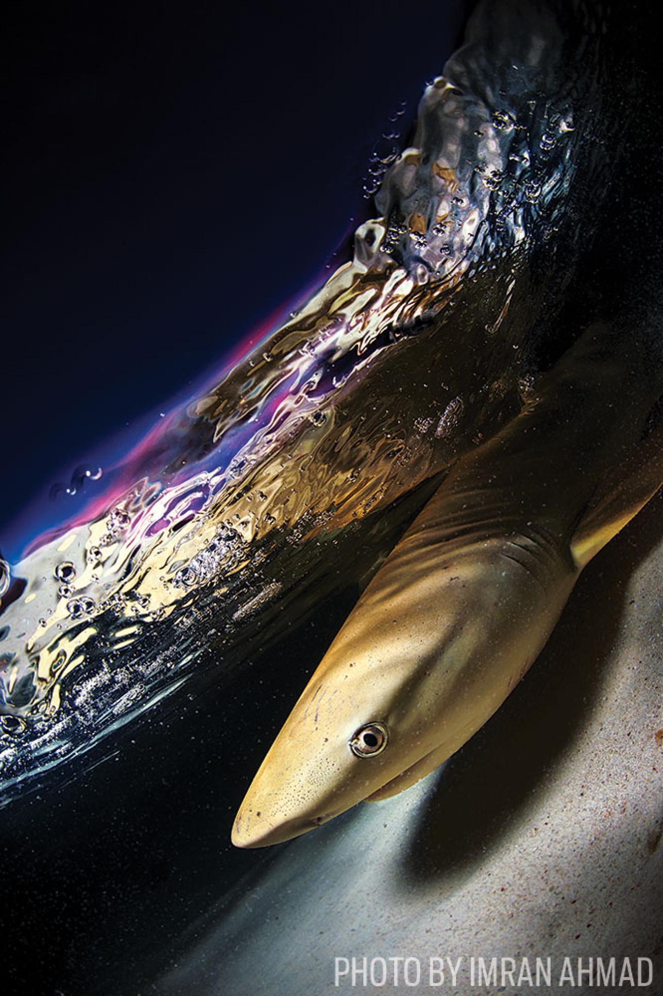 Blacktip Reef Shark Underwater in Seychelles