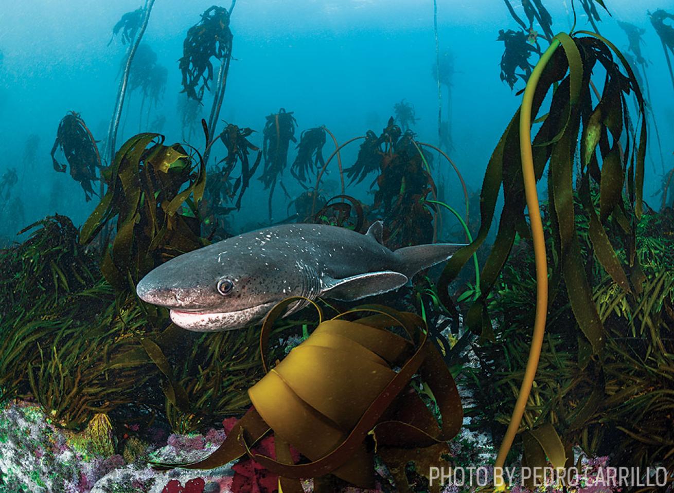 A Broadnose Sevengill Shark in South Africa