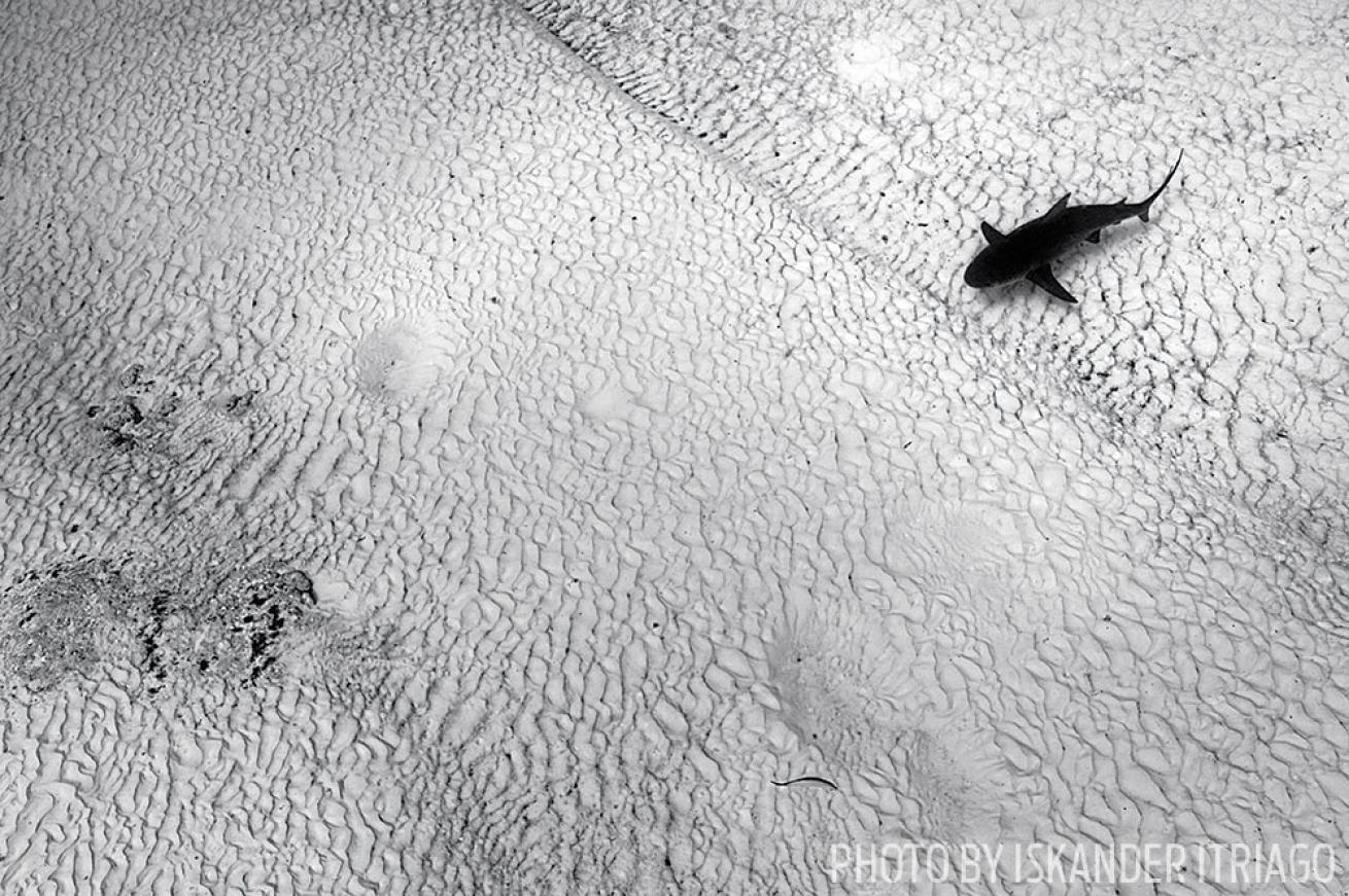 Overhead View of Bull Shark in Mexico