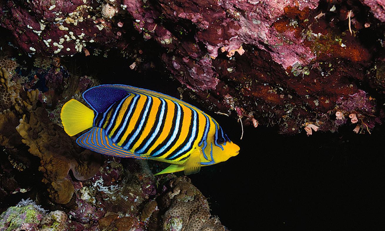 Regal Angelfish