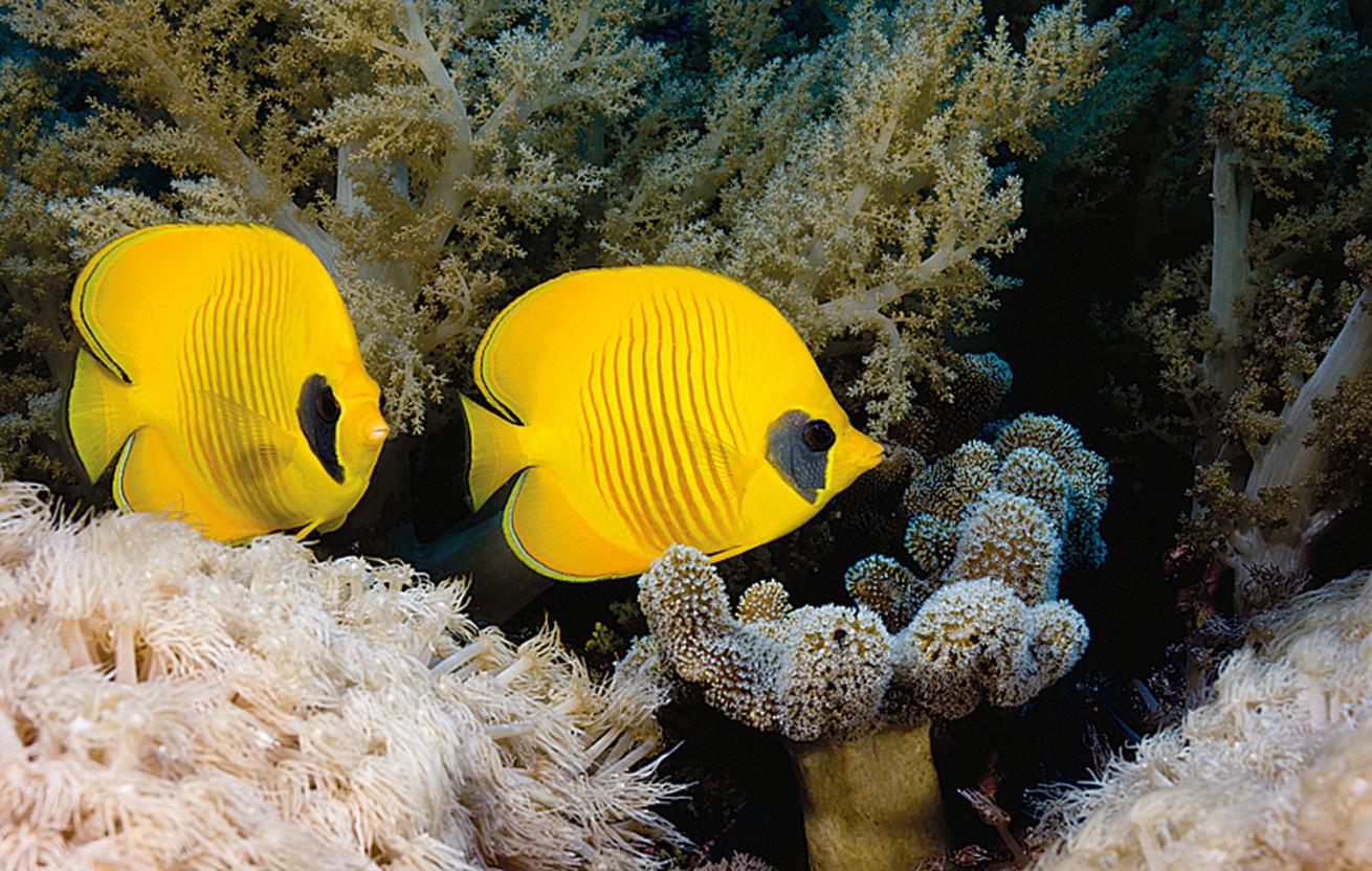 Blue-cheek Butterflyfish