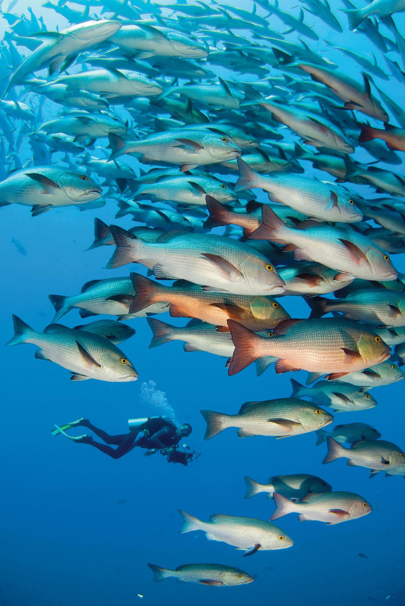 A school of bohar snappers at Yolanda Reef