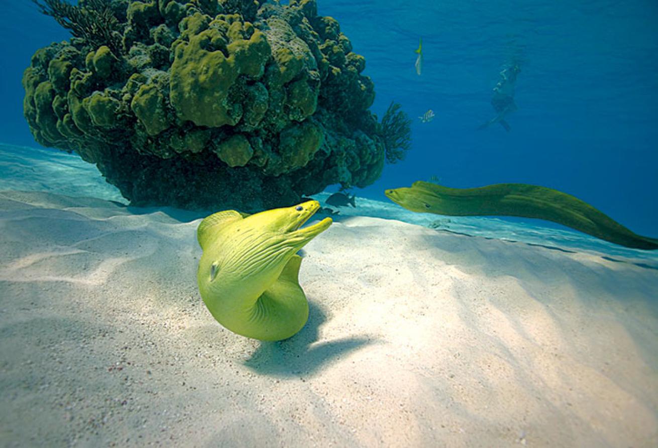 moray eel, Grand Cayman