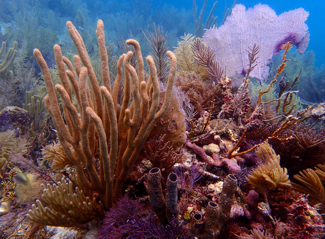 Coral garden, Key Largo, Florida