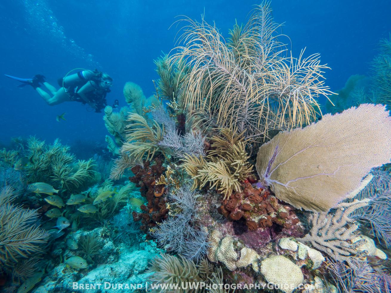 Diver and reef, Key Largo, Florida