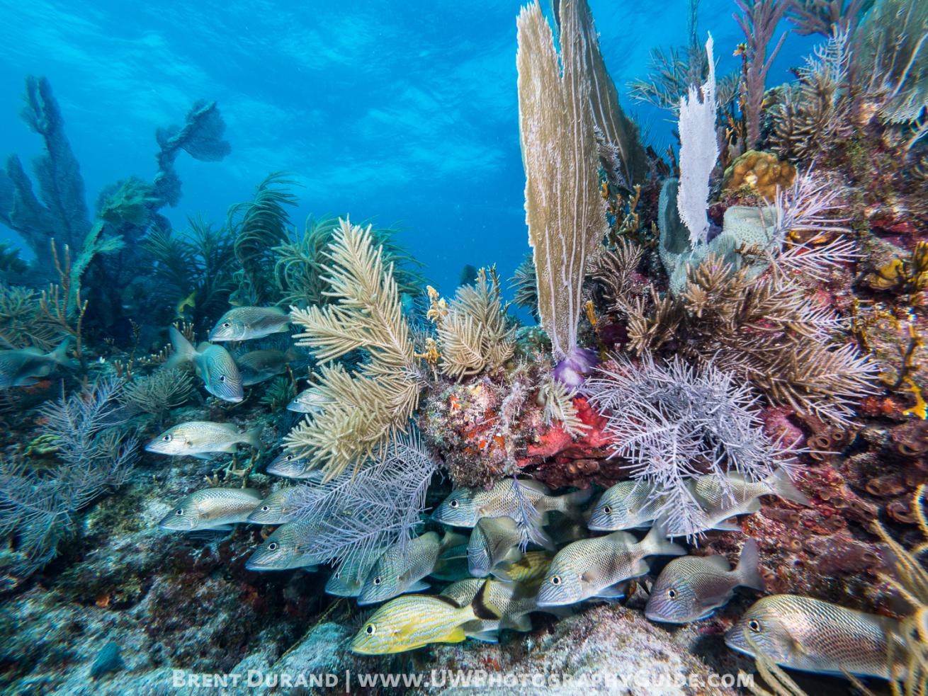 Reef, Key Largo, Florida