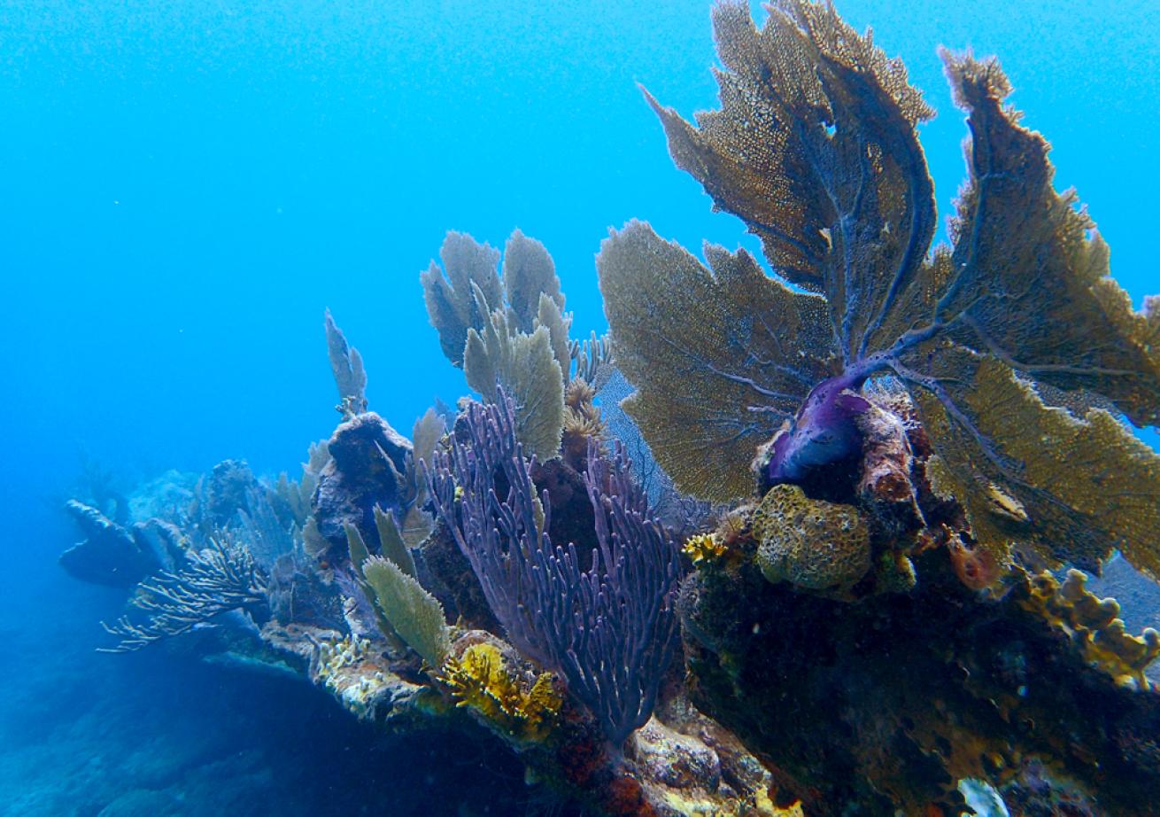 Hannah M. Bell wreck, Key Largo, Florida