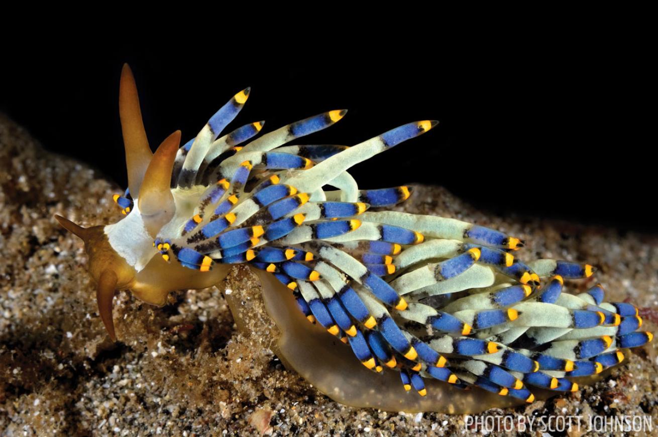 A colorful nudibranch in Bali