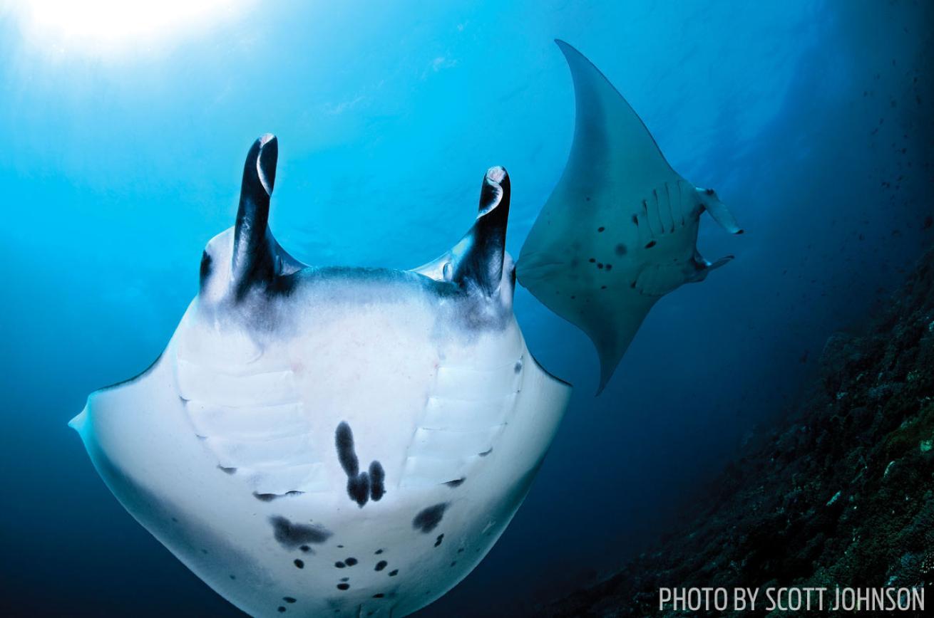 a giant Manta Ray swims through Bali
