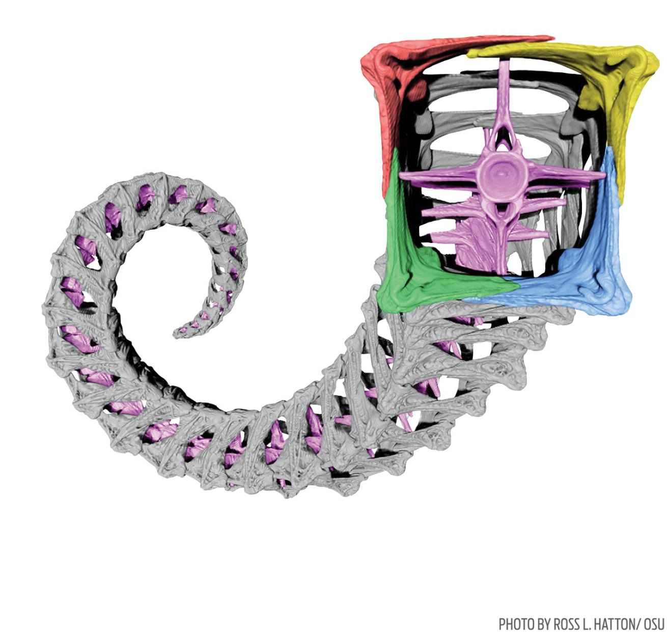 Showing the design of a seahorse tail, with it's unique square-prism structure and cagelike armor.