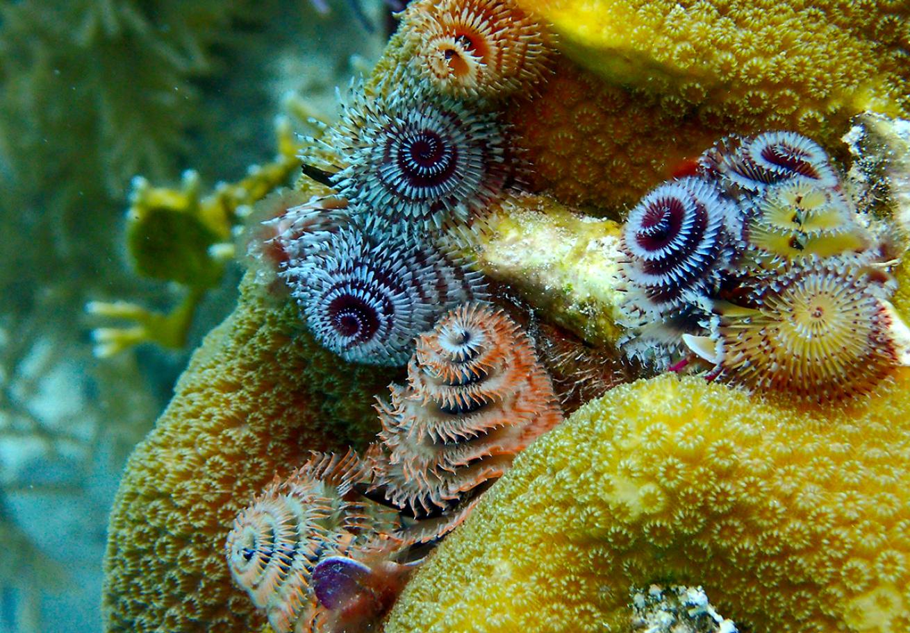 Christmas tree worms, Key Largo