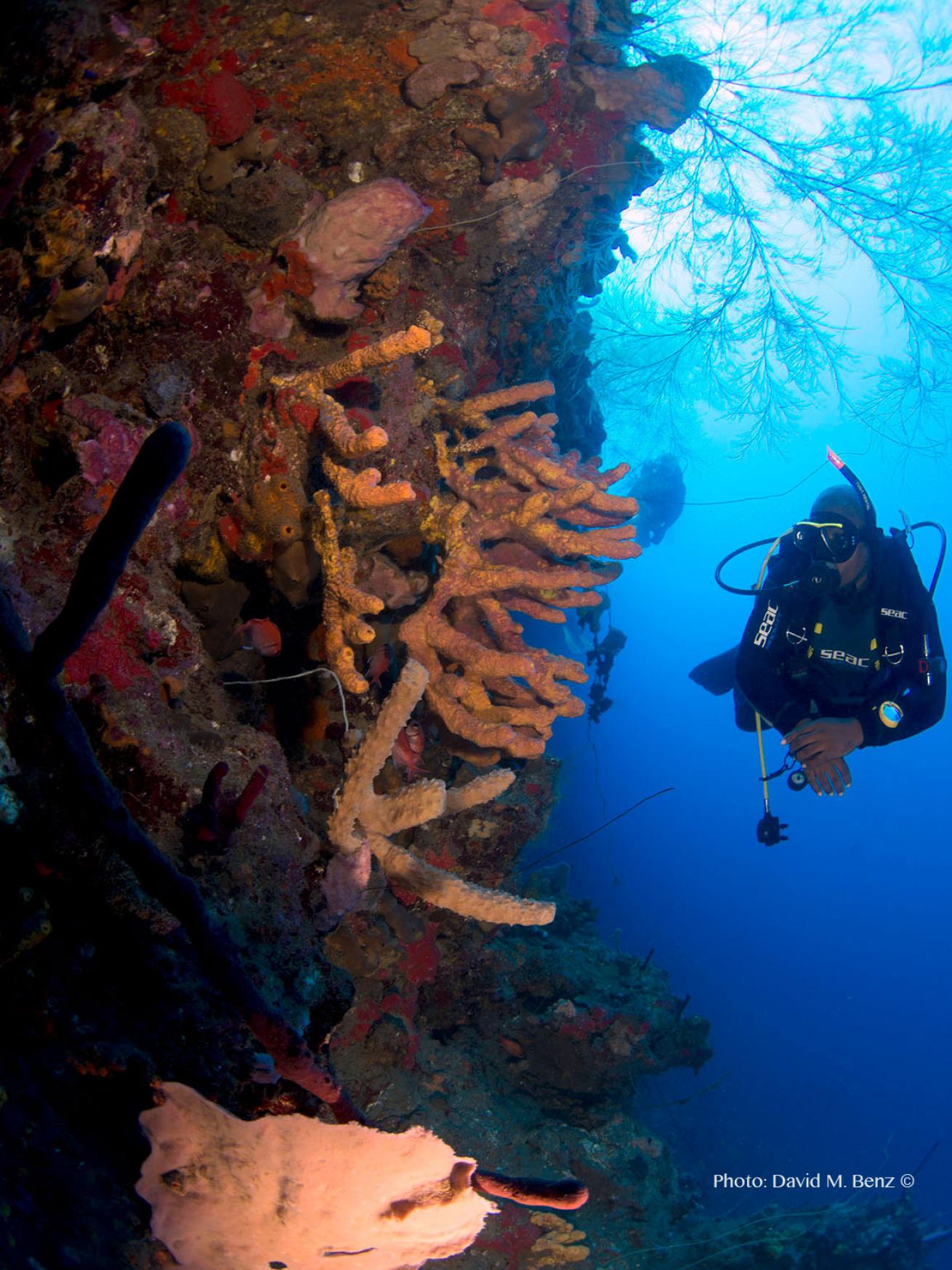 Dominica wall dive