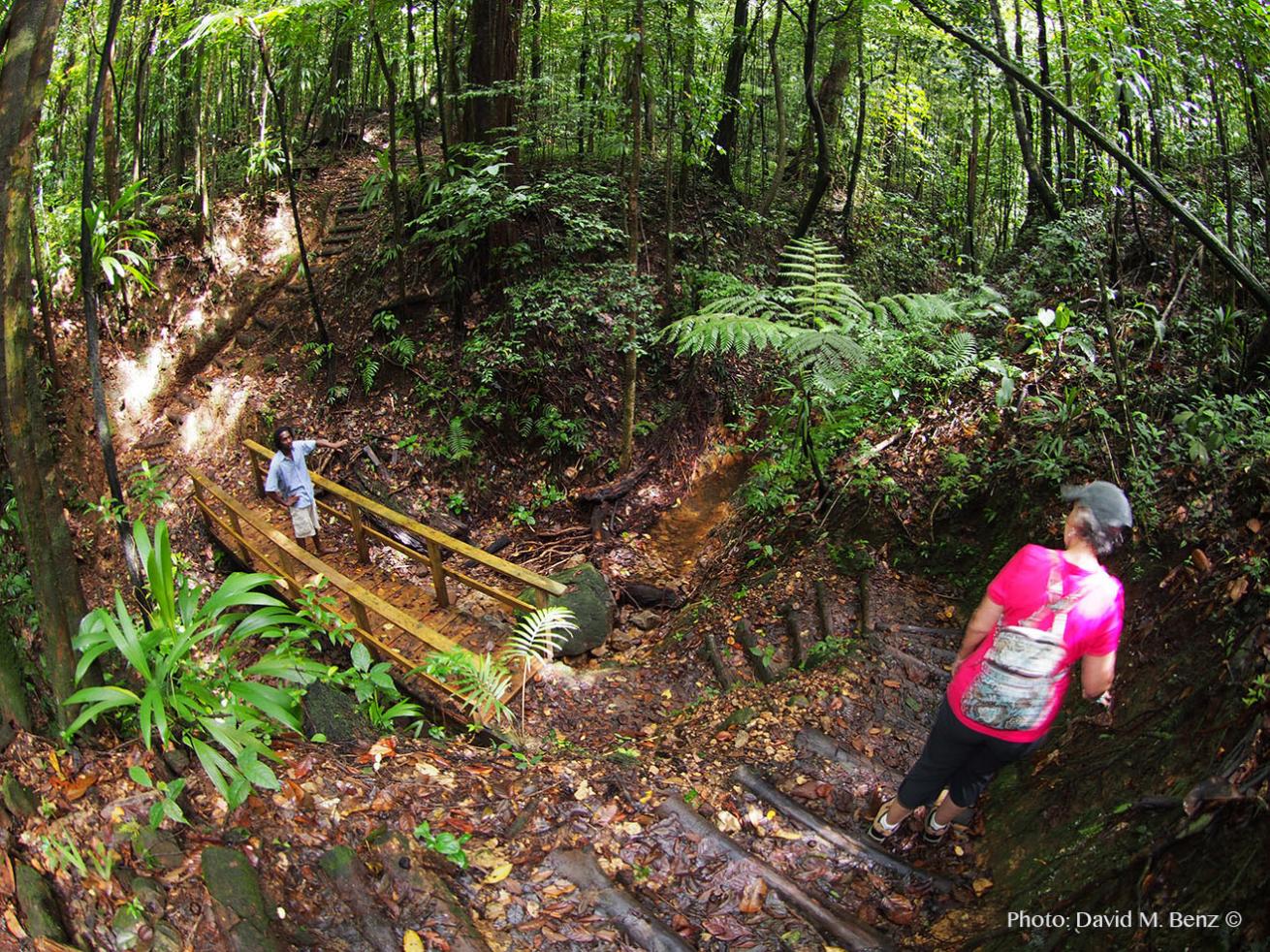 Dominica hiking