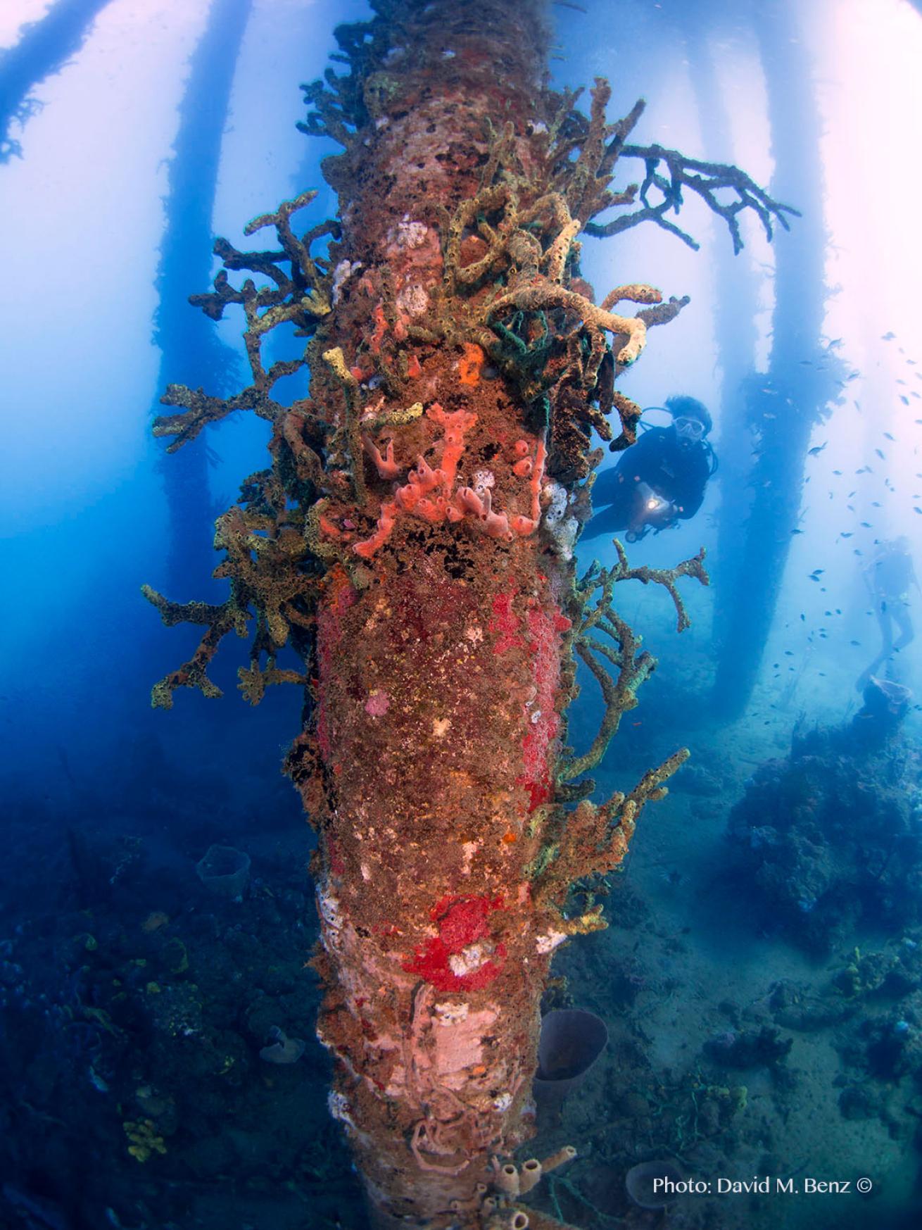 diving under an old pier