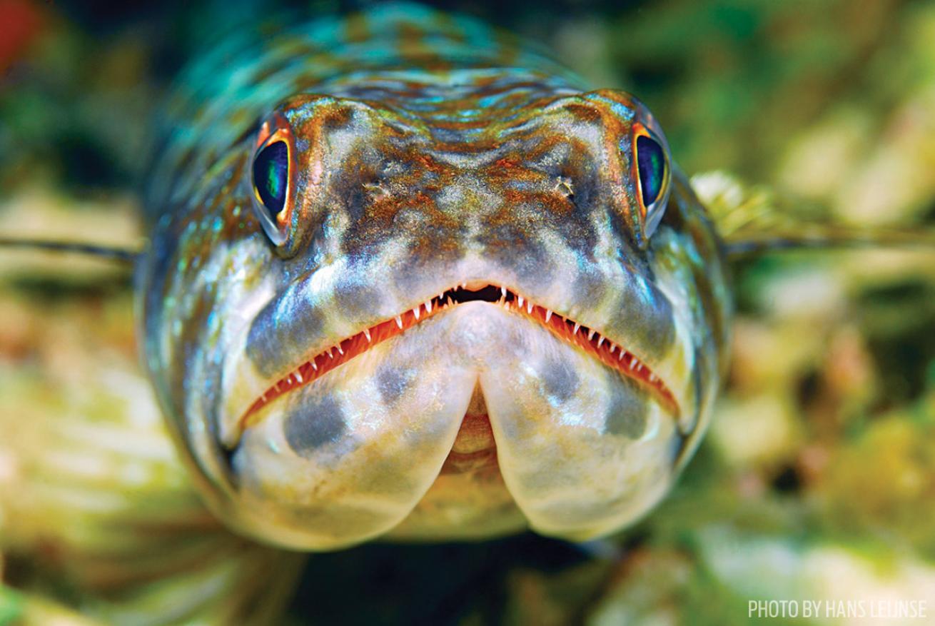 diving with fish on a reef in Bonaire 