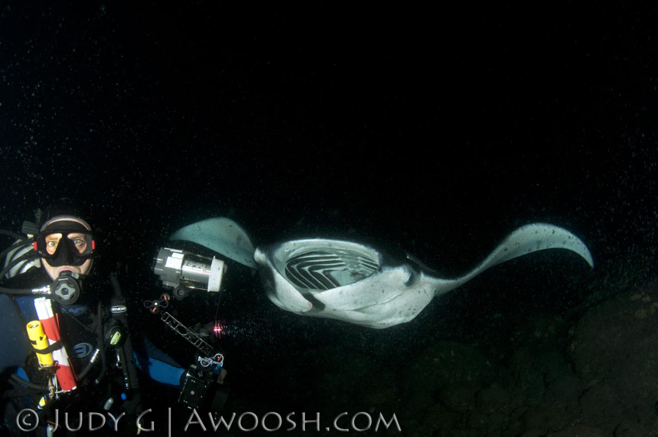 Diver with Manta at Night in Kona, Hawaii