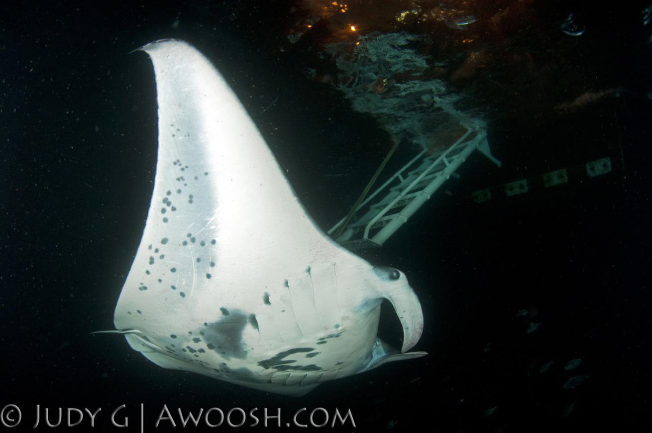 Manta Ray Night Dive Kona, Hawaii