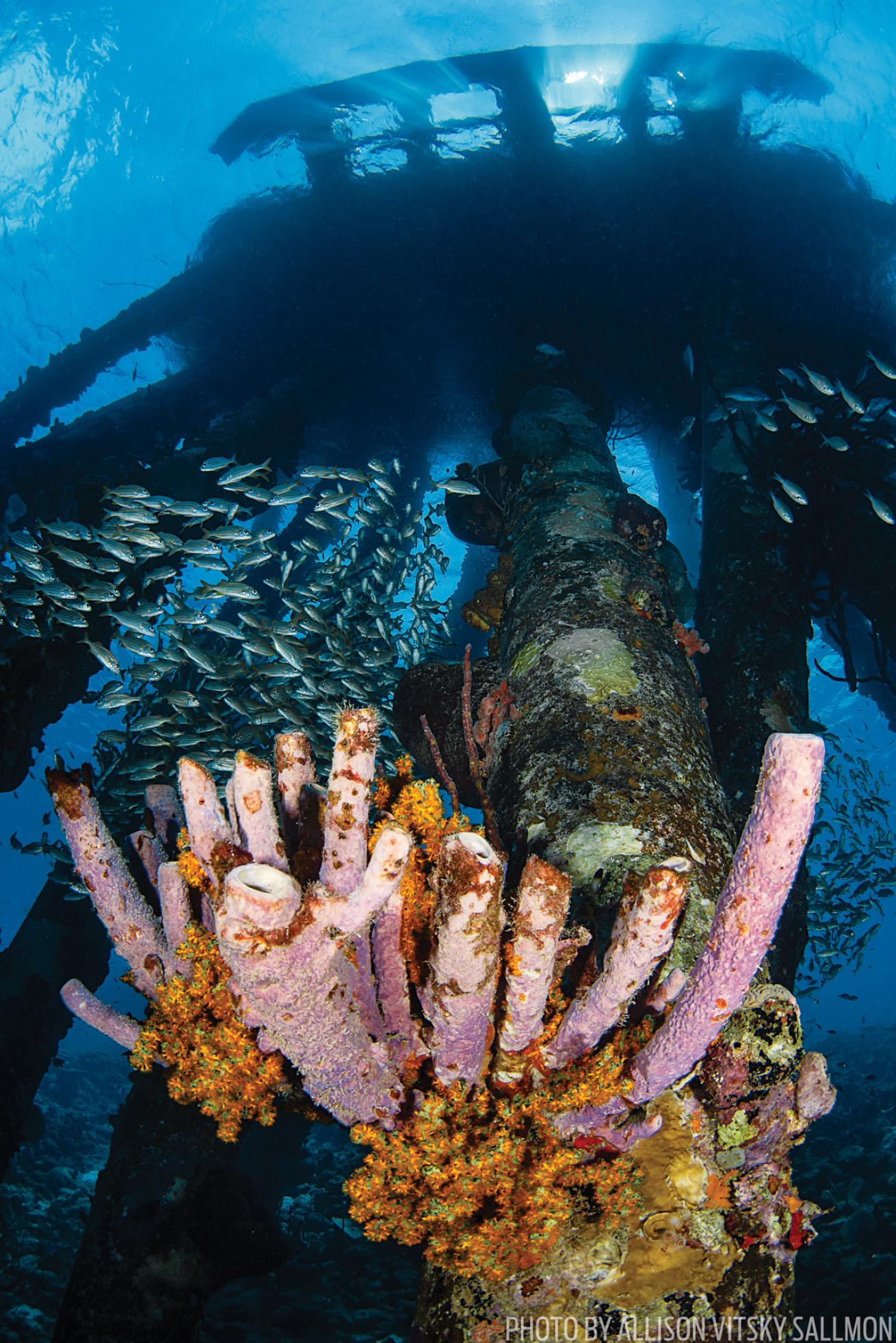 underwater view of Bonaire 