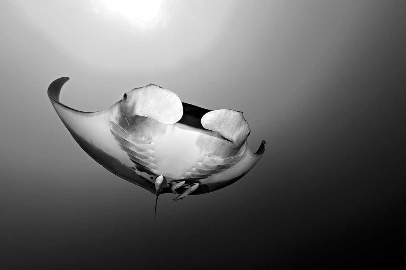 Manta Ray Red Sea