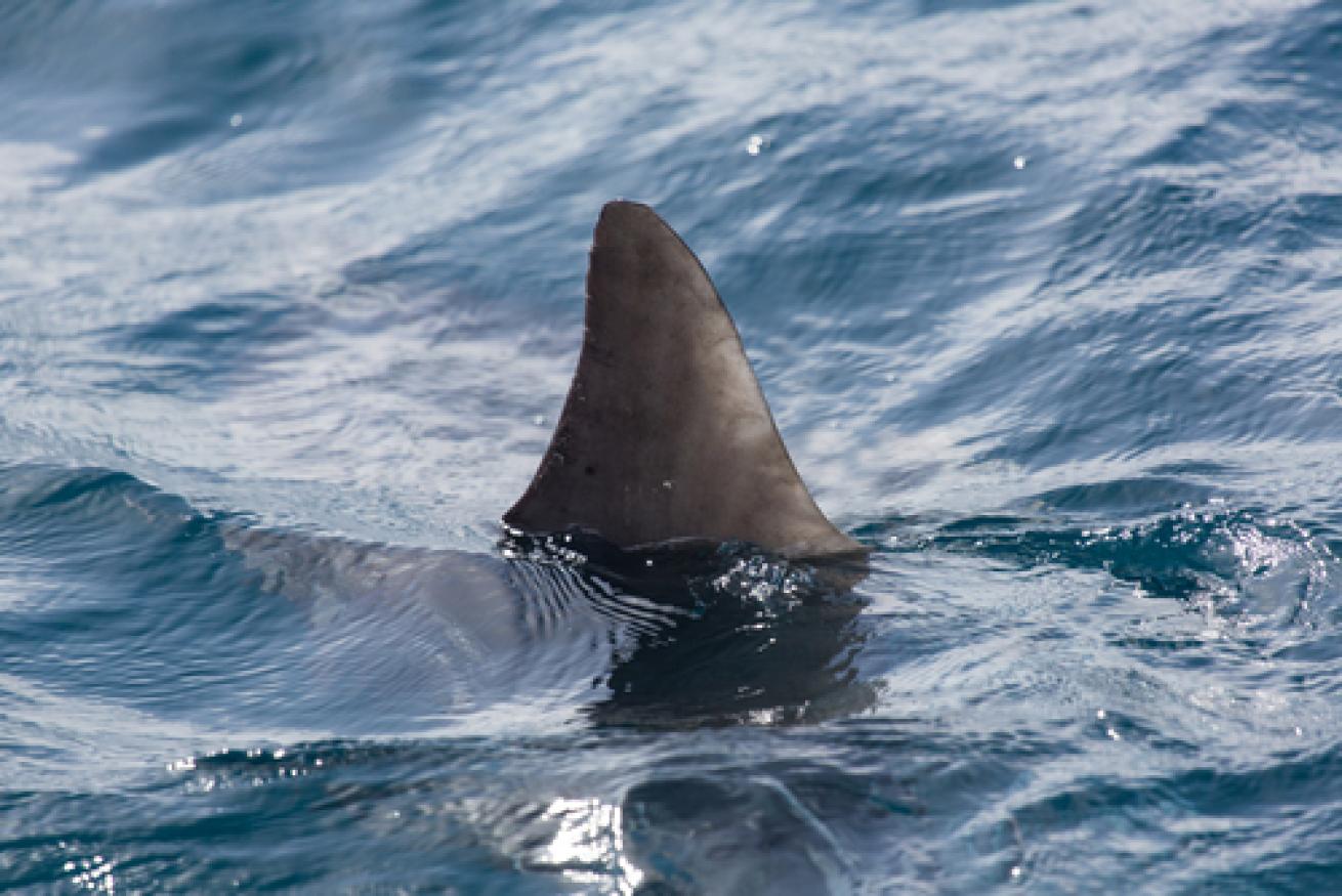 Shark fin in ocean 