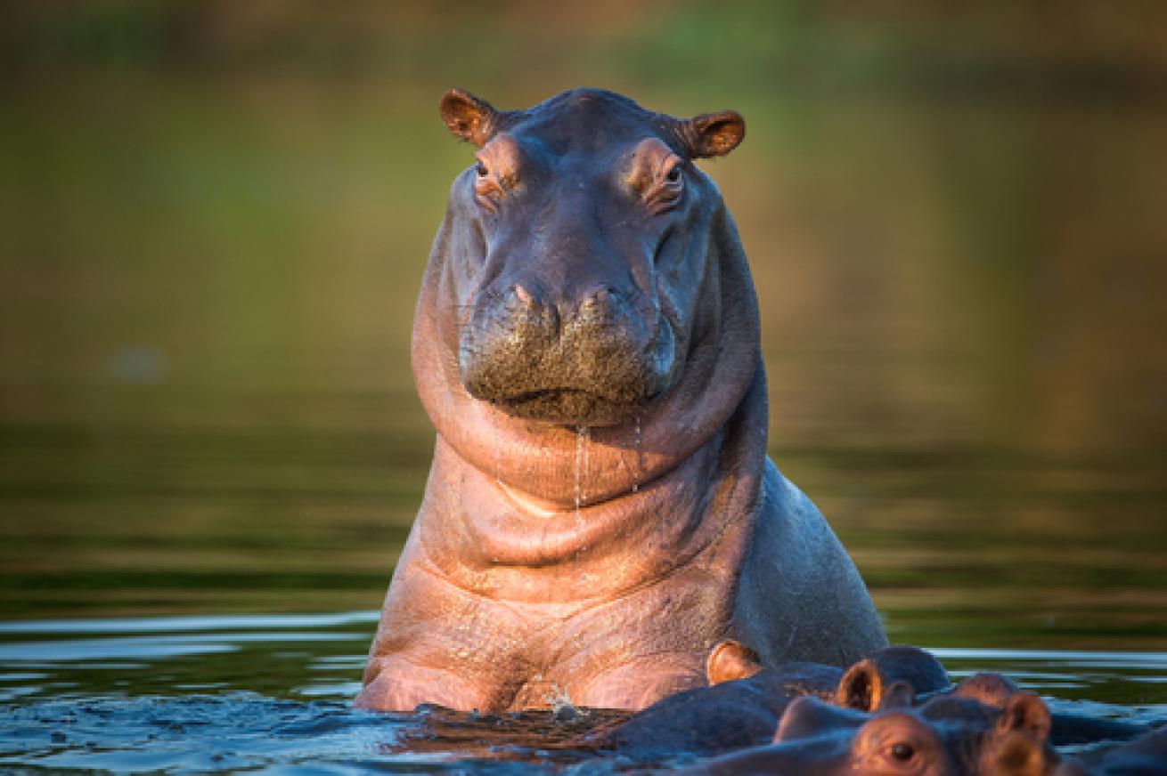 Hippo in the water