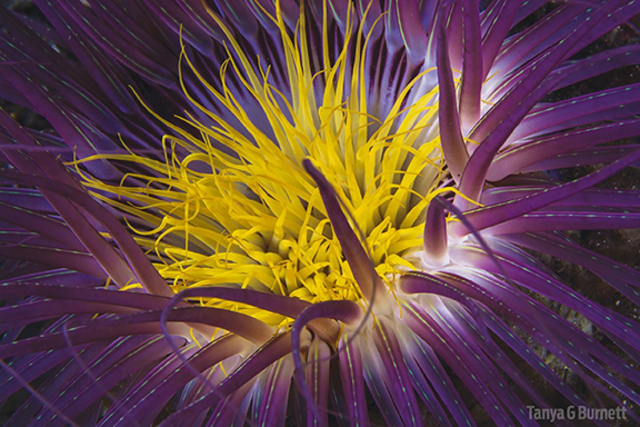 Brightly colored tube anemone in PNG