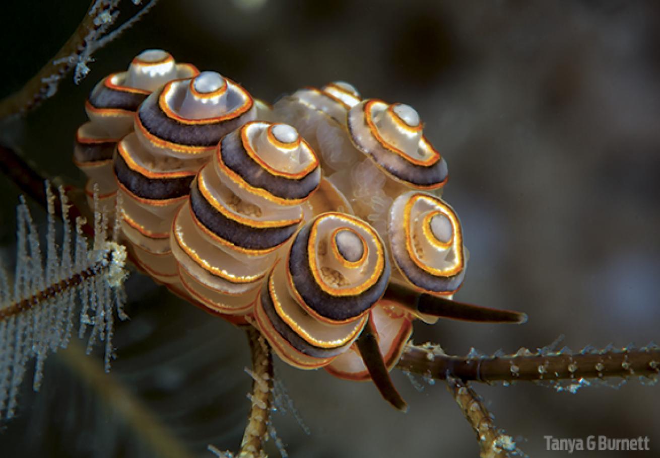 Donut Doto nudibranch underwater in PNG