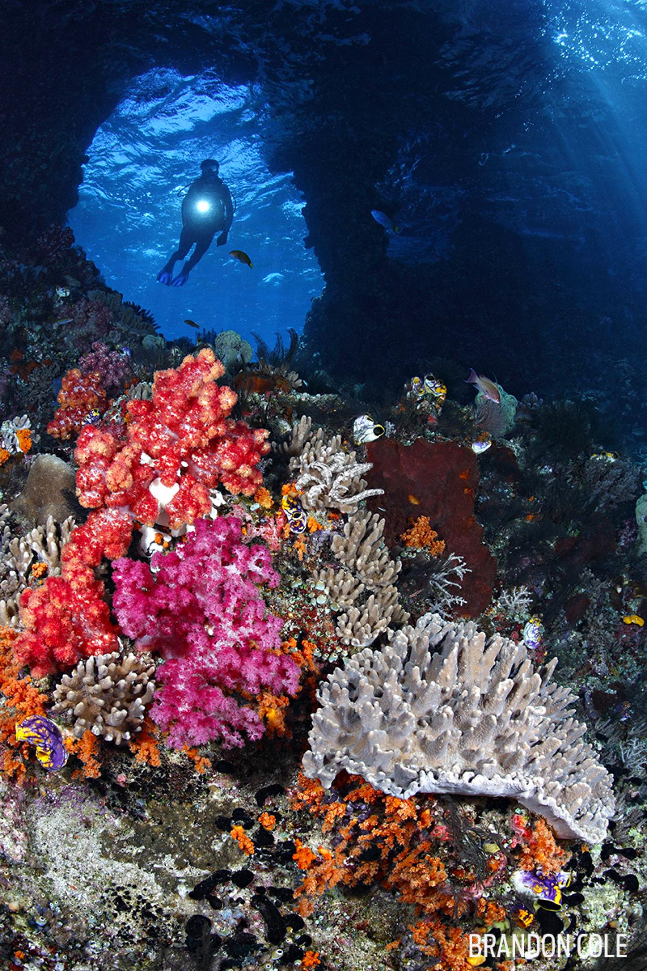 Diver at Misool's Boo Rocks Indonesia