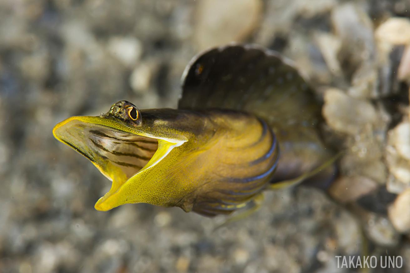 Orangethroat Blenny Underwater Blue Heron Bridge Florida