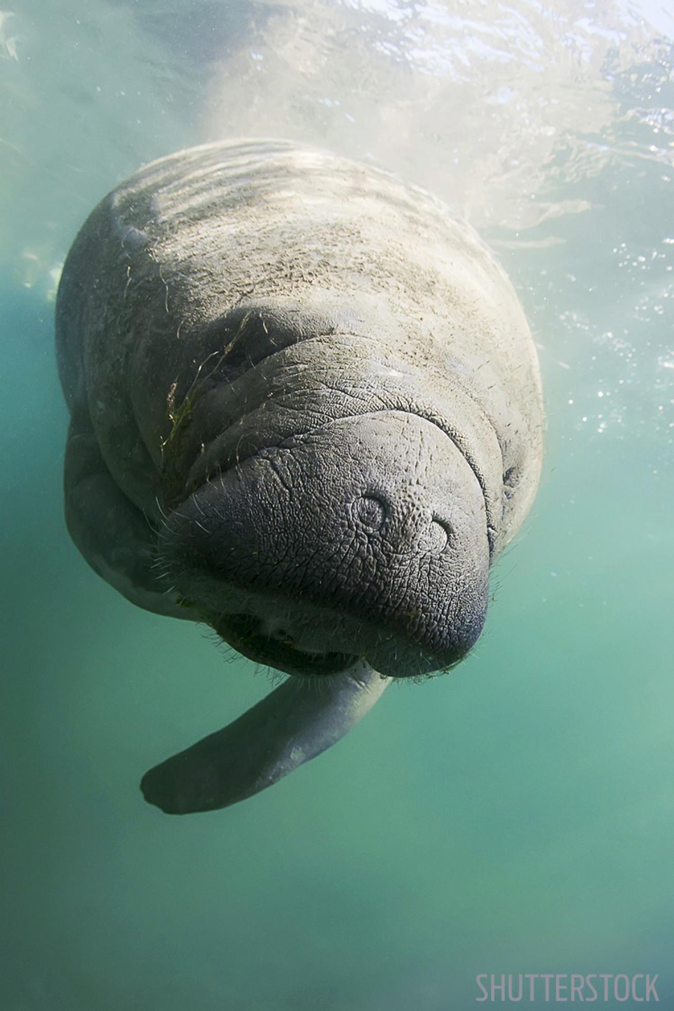 Manatee Underwater Photo Crystal River, Florida